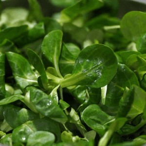 SALADE Mâche - 150 g - 15 €/kg -